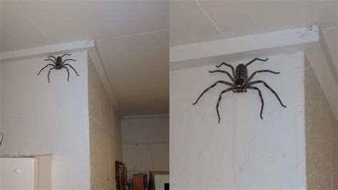 蜘蛛在家裡